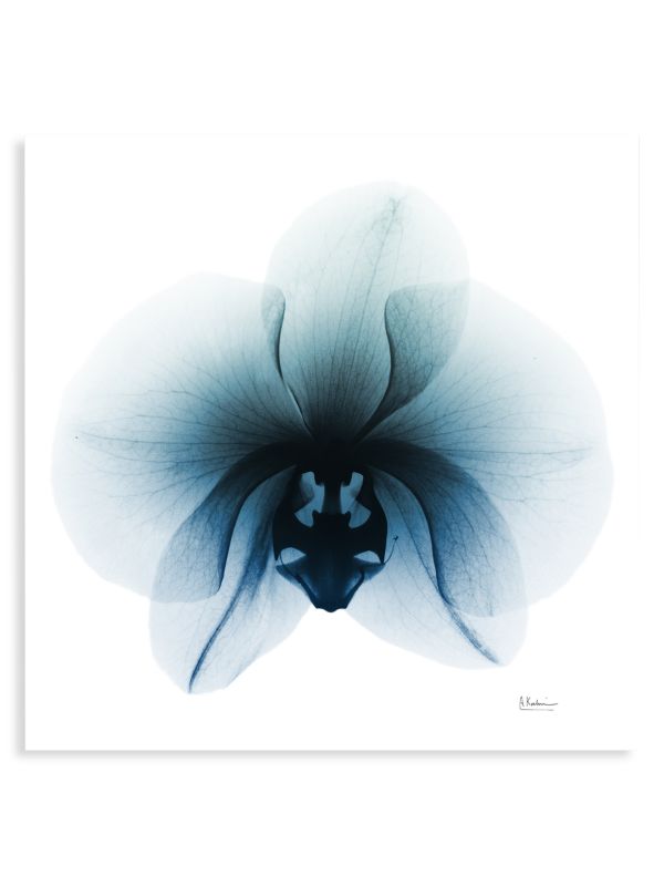Empire Art Direct X-Photography Glacial Orchid Frameless Free Floating Tempered Glass Wall Art